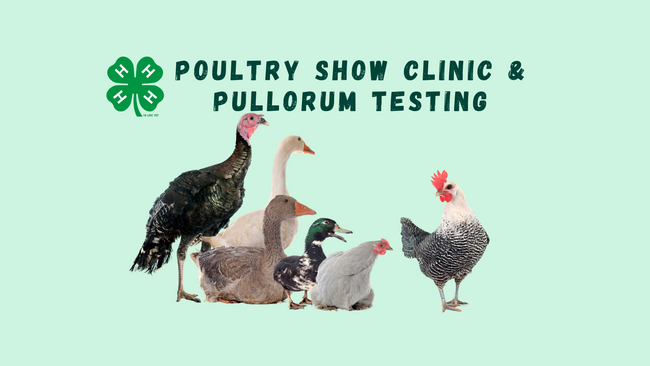 Poultry Show Clinic And Pullorum Testing Serving Dewitt Macon And Piatt Counties Illinois